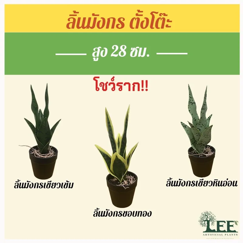 ต้นลิ้นมังกรตั้งโต๊ะ